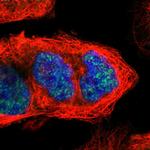 Cyclin B3 Polyclonal Antibody