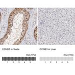 Cyclin B3 Antibody in Immunohistochemistry (IHC)