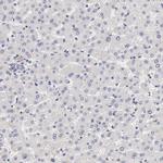 Cyclin B3 Antibody in Immunohistochemistry (IHC)