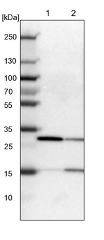 KHDRBS3 Antibody in Western Blot (WB)