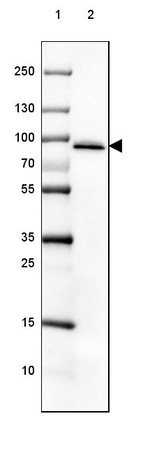 HTATSF1 Antibody in Western Blot (WB)