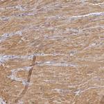 ENOX2 Polyclonal Antibody