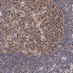 XPNPEP3 Polyclonal Antibody