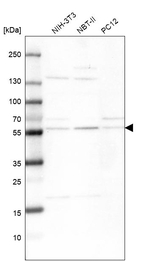 XPNPEP3 Antibody in Western Blot (WB)