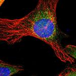 PITPNB Polyclonal Antibody