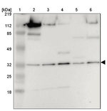 PITPNB Antibody in Western Blot (WB)