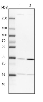 PITPNB Antibody in Western Blot (WB)