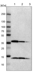 NSDHL Antibody in Western Blot (WB)