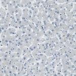 PJA Antibody in Immunohistochemistry (Paraffin) (IHC (P))