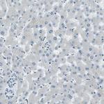 PJA Antibody in Immunohistochemistry (IHC)