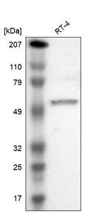 PJA Antibody in Western Blot (WB)