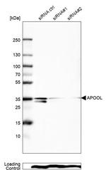 APOOL Antibody