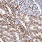APOOL Antibody in Immunohistochemistry (IHC)