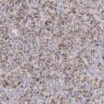 APOOL Antibody in Immunohistochemistry (IHC)