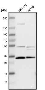 APOOL Antibody in Western Blot (WB)