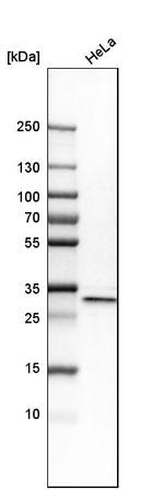 APOOL Antibody in Western Blot (WB)