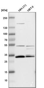 APOOL Antibody in Western Blot (WB)
