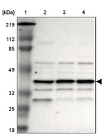 IGBP1 Antibody in Western Blot (WB)