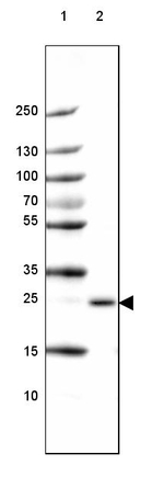 PABPN1 Antibody in Western Blot (WB)