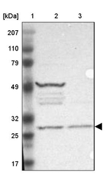 FAM109B Antibody in Western Blot (WB)