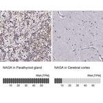 NAGA Antibody in Immunohistochemistry (IHC)