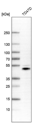 NAGA Antibody in Western Blot (WB)