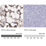 FCN1 Antibody in Immunohistochemistry (Paraffin) (IHC (P))