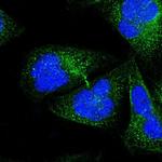 NINL Polyclonal Antibody