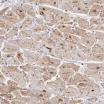 NINL Antibody in Immunohistochemistry (Paraffin) (IHC (P))