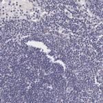 NINL Antibody in Immunohistochemistry (Paraffin) (IHC (P))