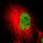 SF3A1 Polyclonal Antibody