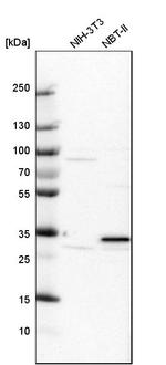 PIRIN Polyclonal Antibody