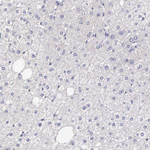 HMGXB4 Antibody in Immunohistochemistry (Paraffin) (IHC (P))
