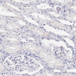 HMGXB4 Antibody in Immunohistochemistry (Paraffin) (IHC (P))