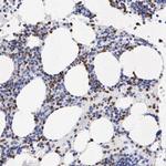 SPIN3 Antibody in Immunohistochemistry (Paraffin) (IHC (P))