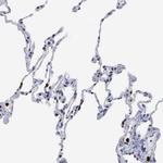 SPIN3 Antibody in Immunohistochemistry (Paraffin) (IHC (P))