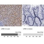 UPB1 Polyclonal Antibody