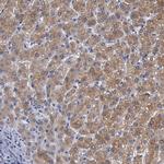 UPB1 Antibody in Immunohistochemistry (IHC)