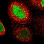 ELFN2 Polyclonal Antibody