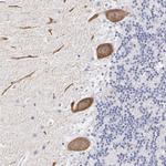 ELFN2 Antibody in Immunohistochemistry (Paraffin) (IHC (P))
