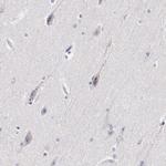 ELFN2 Antibody in Immunohistochemistry (Paraffin) (IHC (P))