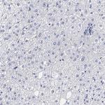 ELFN2 Antibody in Immunohistochemistry (Paraffin) (IHC (P))