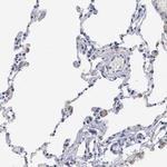 ELFN2 Antibody in Immunohistochemistry (Paraffin) (IHC (P))