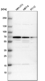 CKAP4 Antibody in Western Blot (WB)