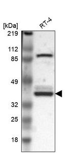 WDR89 Antibody in Western Blot (WB)