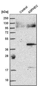 ASPHD2 Antibody in Western Blot (WB)