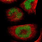 C14orf130 Polyclonal Antibody