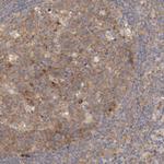 FKBP25 Antibody in Immunohistochemistry (IHC)