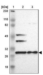 FKBP25 Antibody in Western Blot (WB)