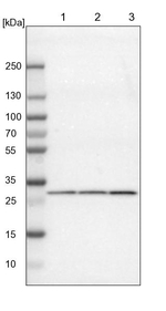 FKBP25 Antibody in Western Blot (WB)